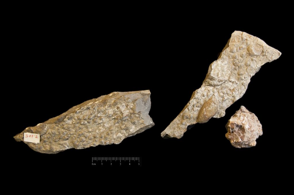 Fossile (invertebrato, bivalve, associazione fossile)