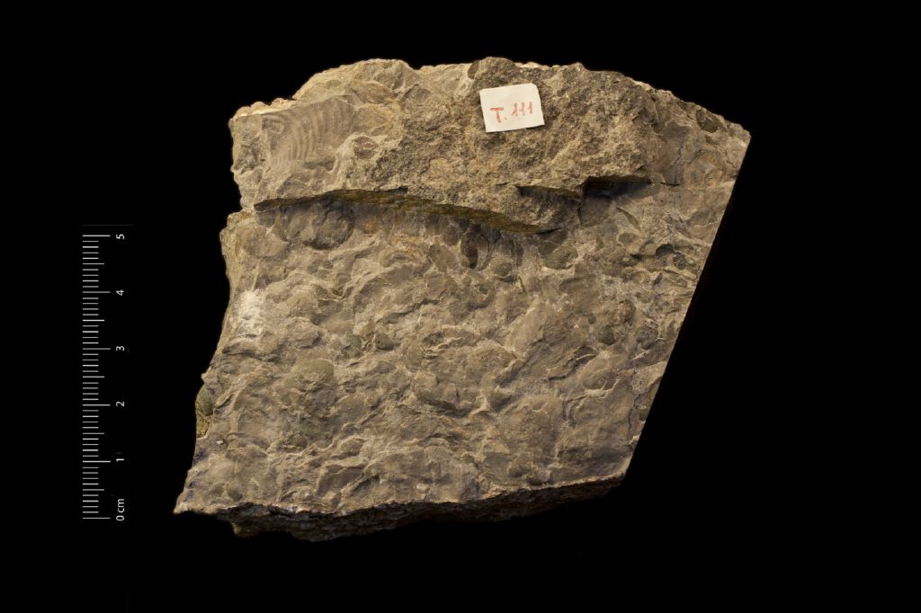 Fossile (invertebrato, bivalve, associazione fossile)