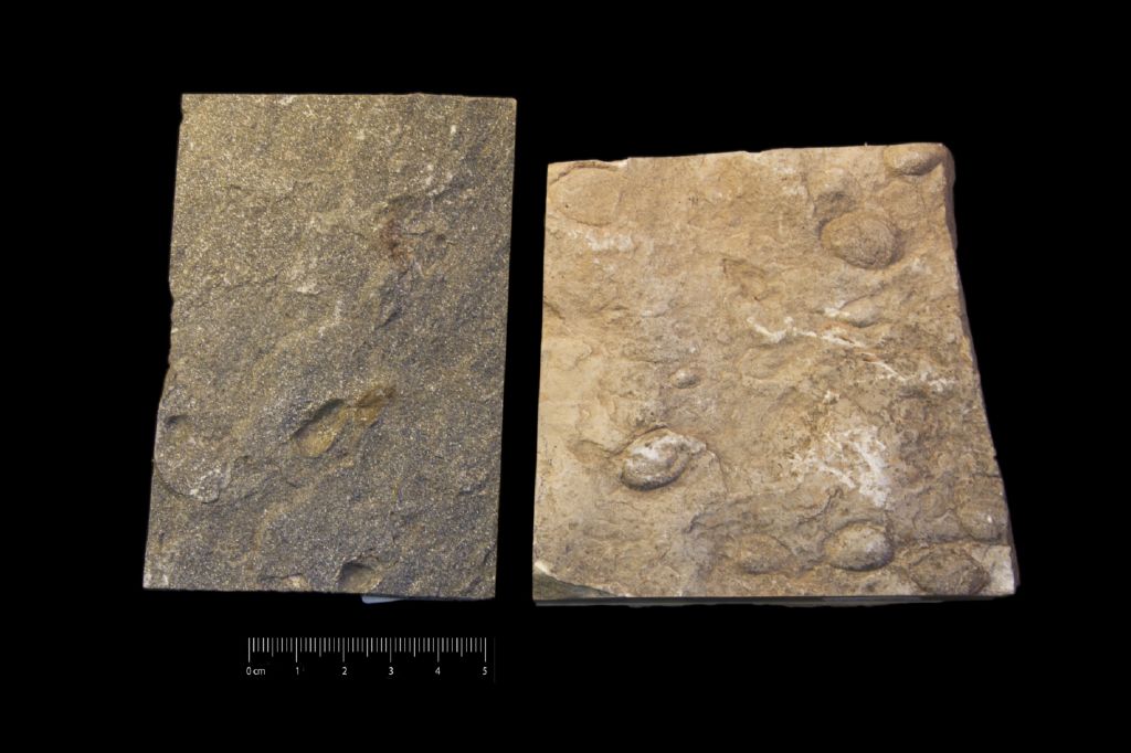 Fossile (invertebrato, bivalve, associazione fossile)