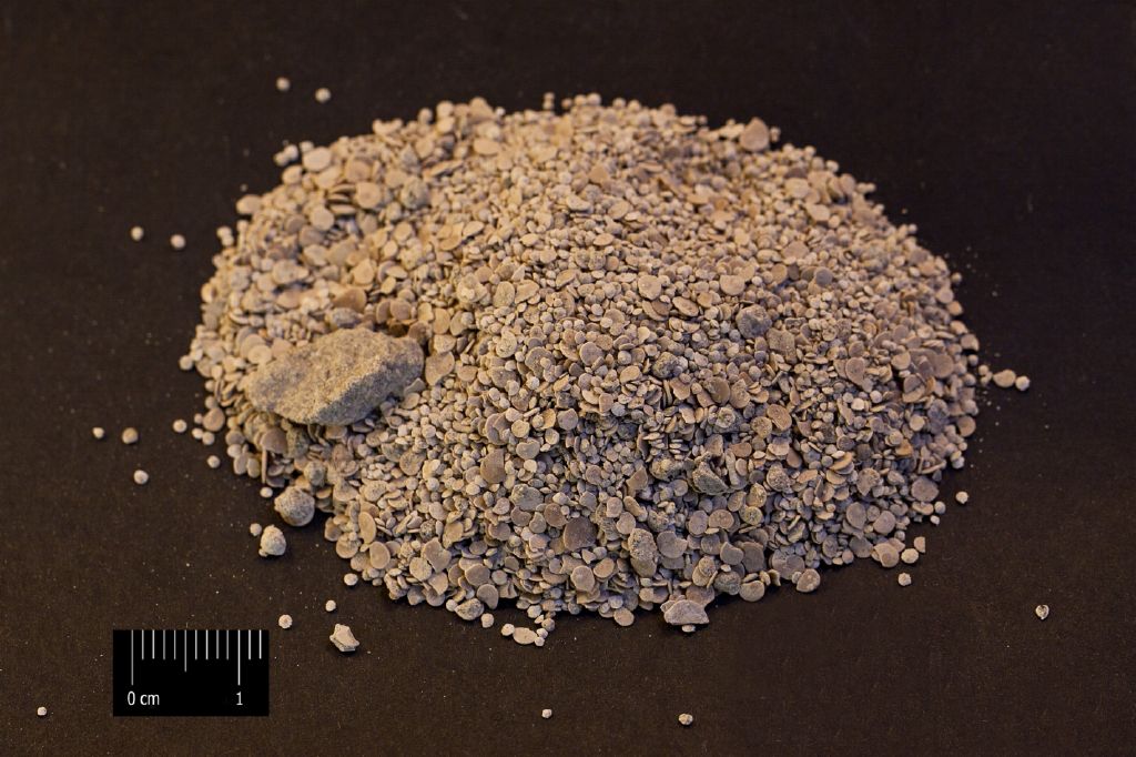 Fossile (microfossili, associazione fossile)