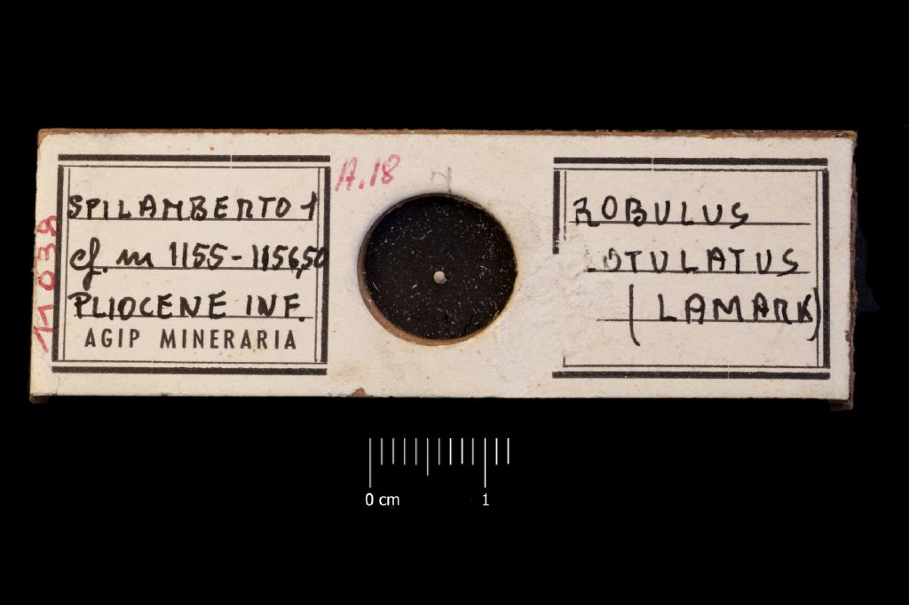 Preparato per microscopio (microfossili, esemplare)