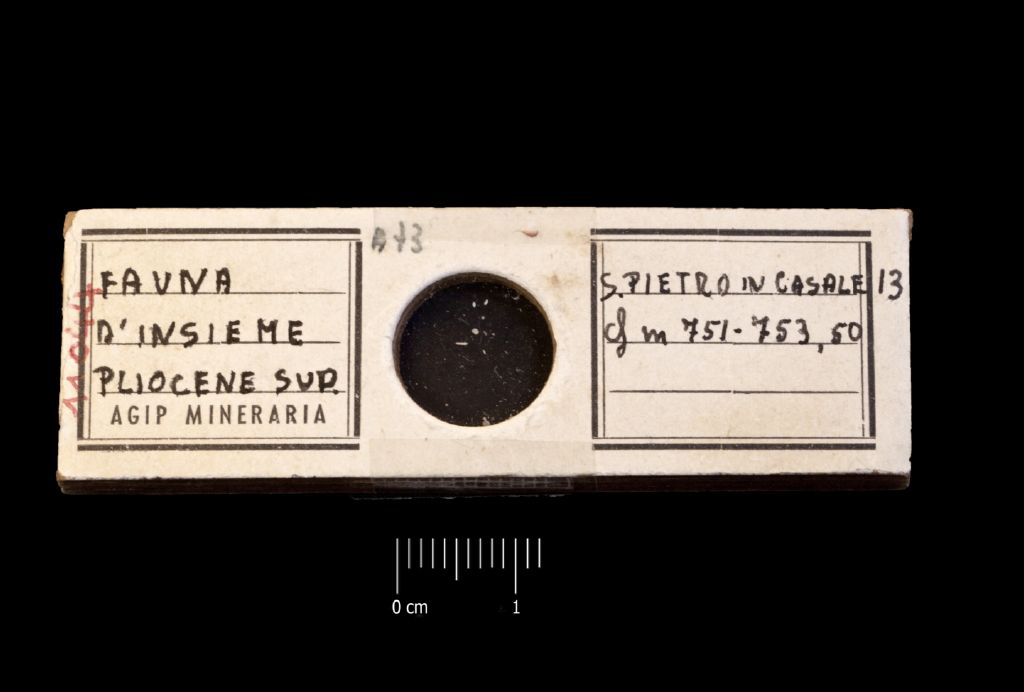 Preparato per microscopio (microfossili, insieme)