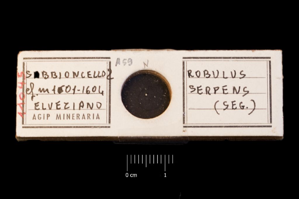 Preparato per microscopio (microfossili, esemplare)