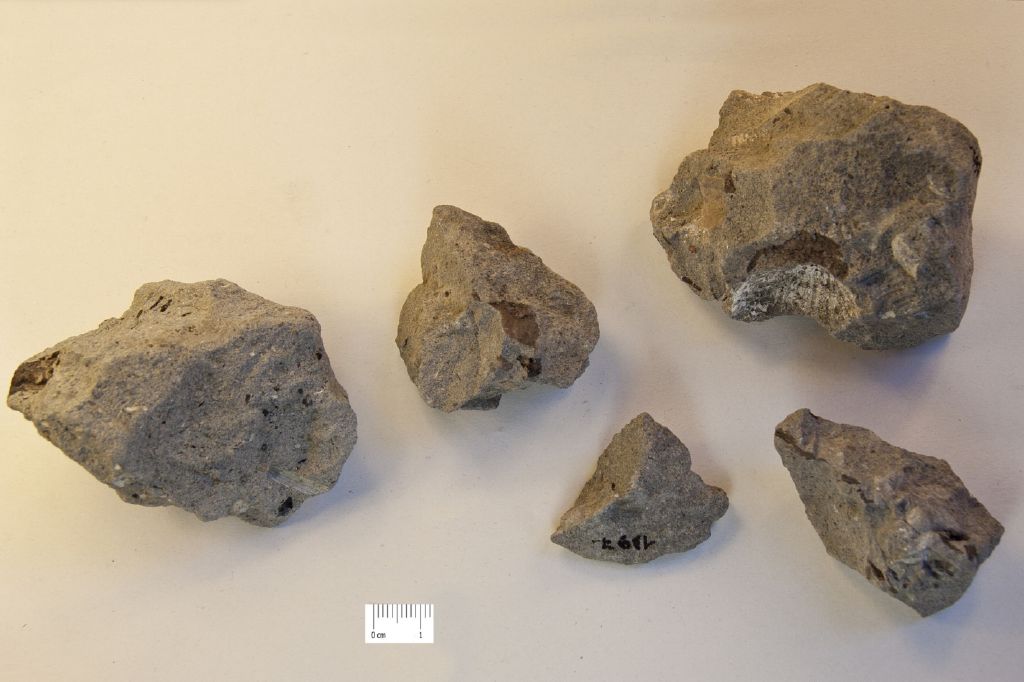 Fossile (calcare a microfossili e bivalvi, associazione fossile)