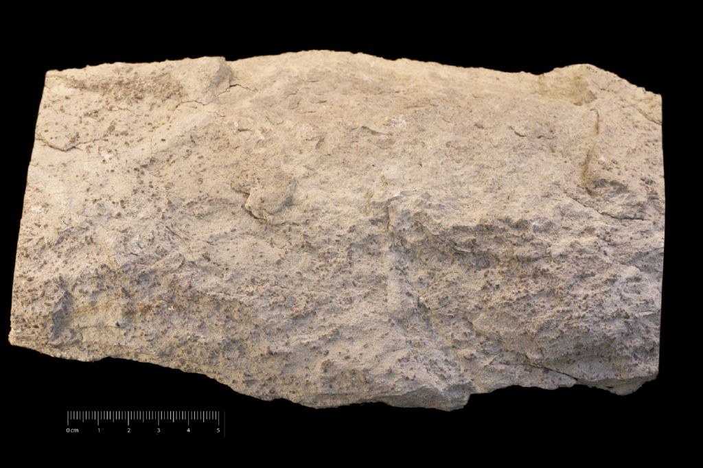 Fossile (microfossili, foraminiferi, associazione fossile)