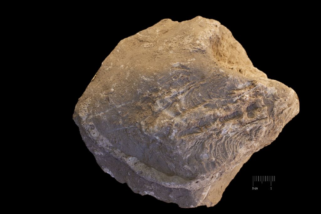Fossile (invertebrato, mollusco, associazione fossile)