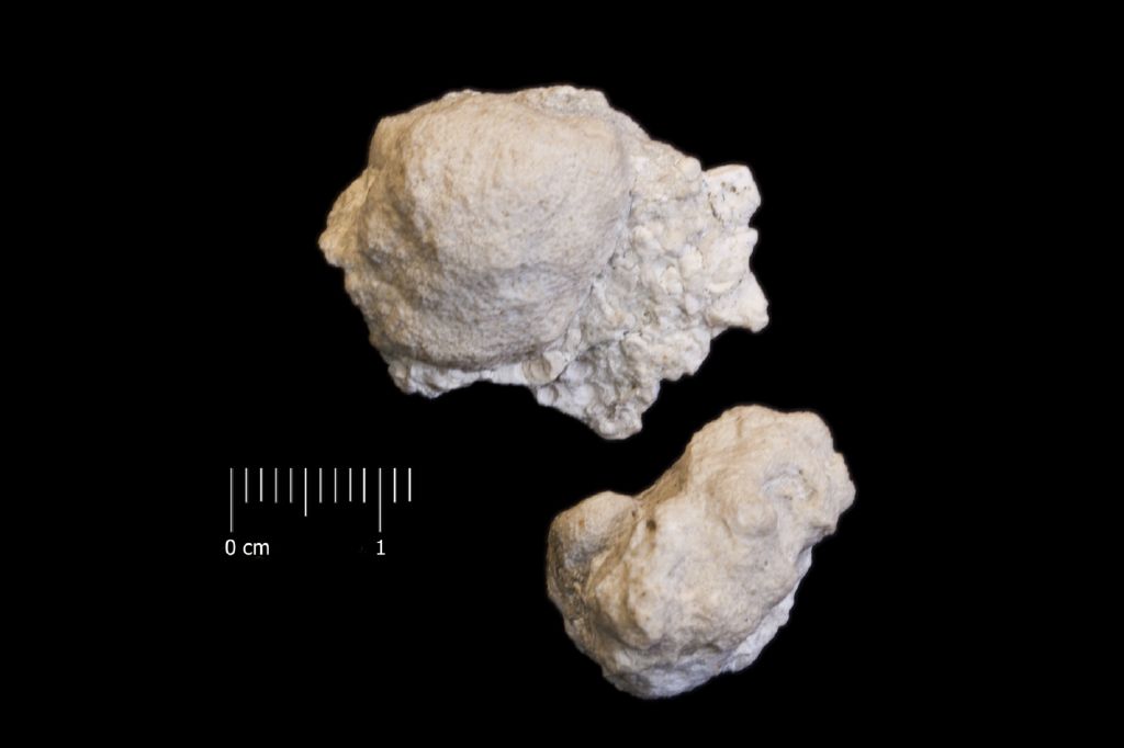 Fossile (invertebrato, associazione fossile)