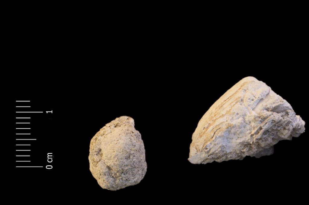 Fossile (invertebrato, corallo, associazione fossile)