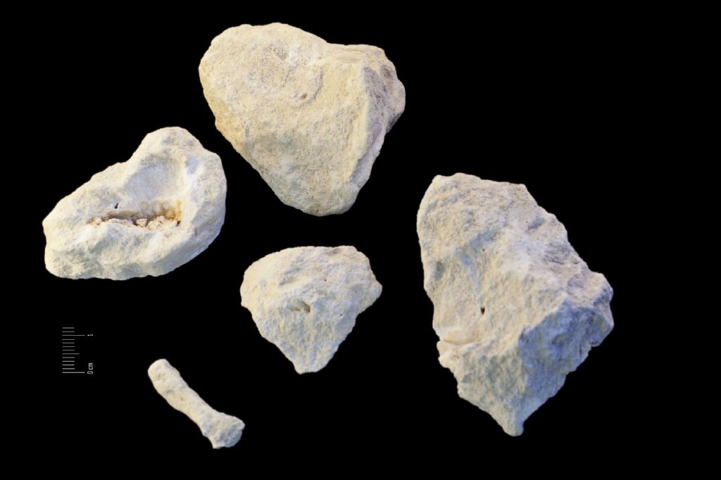 Fossile (invertebrato, corallo, associazione fossile)