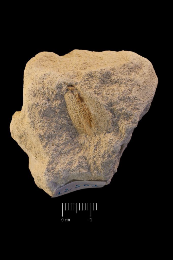 Fossile (invertebrato, cefalopode, esemplare)