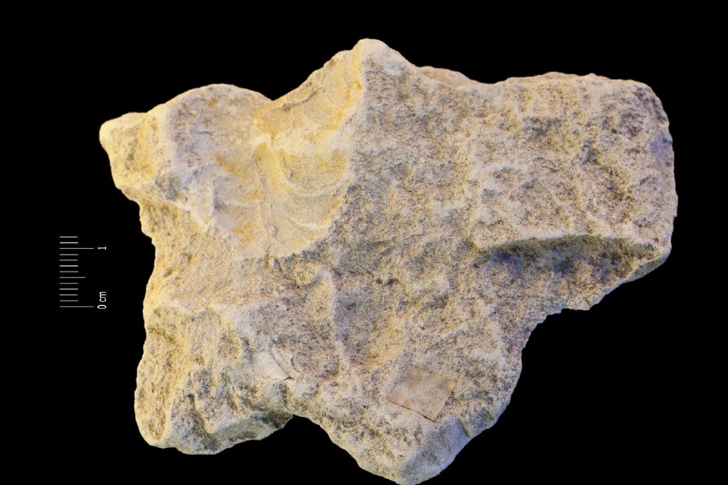 Fossile (invertebrato, cefalopode, esemplare)