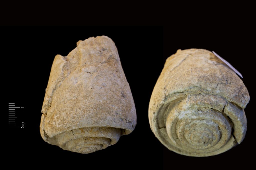 Fossile (invertebrato, gasteropode, esemplare)