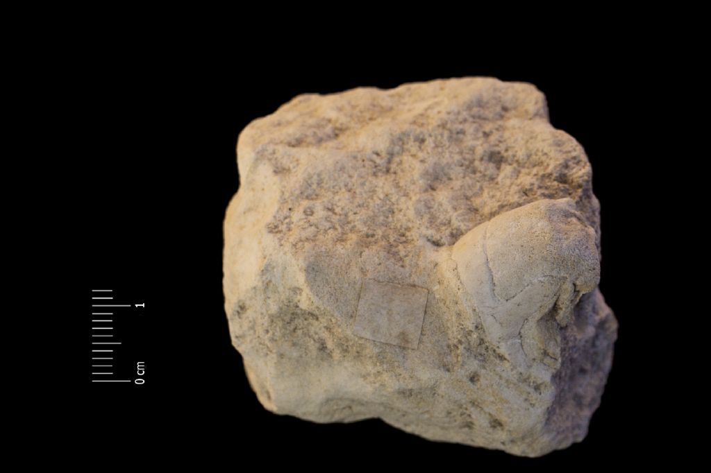 Fossile (invertebrato, cefalopode, esemplare)