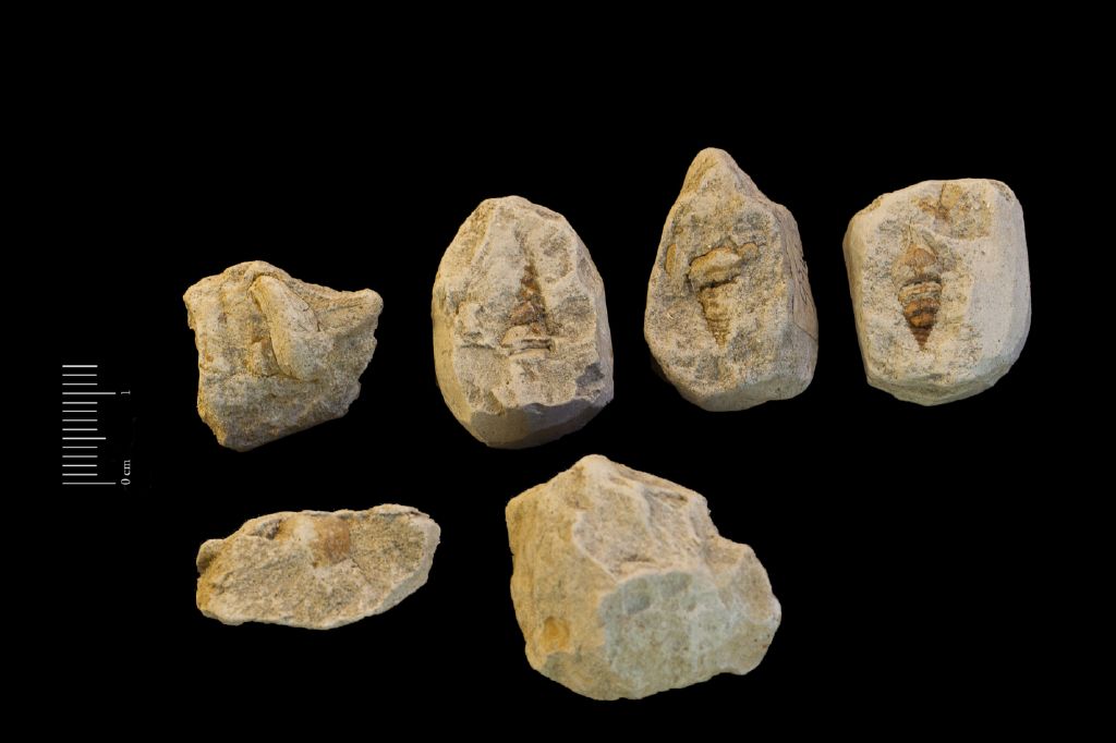 Fossile (invertebrato, gasteropode, serie)