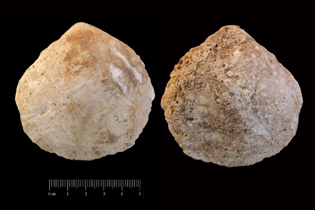 Fossile (invertebrato, bivalve, esemplare)