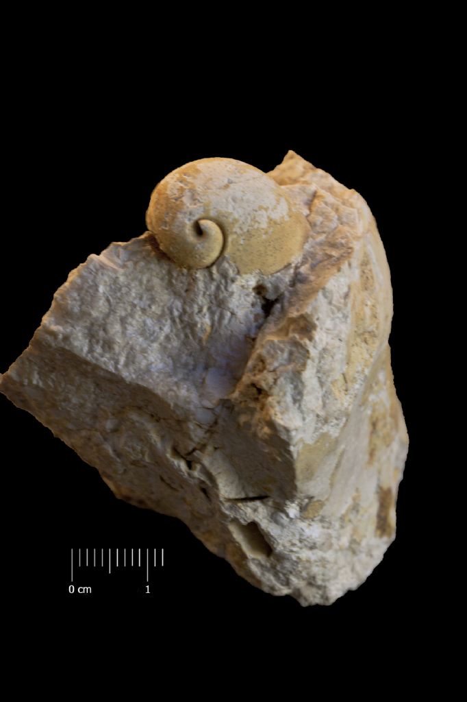 Fossile (invertebrato, gasteropode, esemplare)