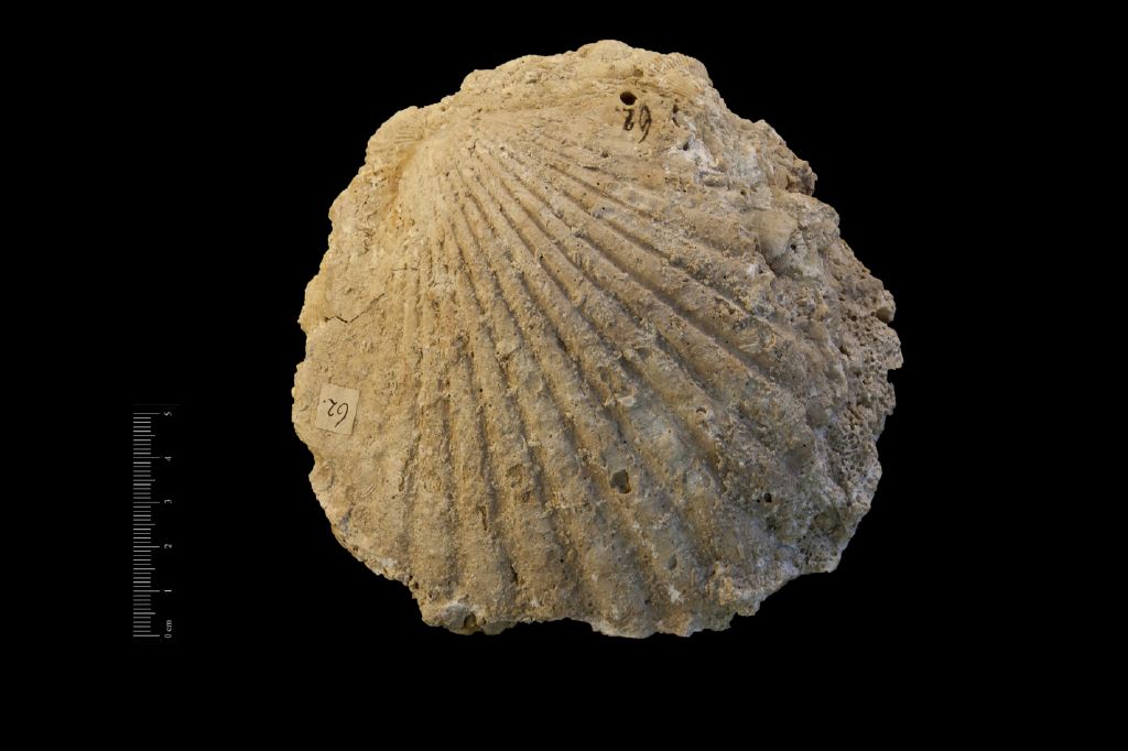 Fossile (invertebrato, bivalve, esemplare)