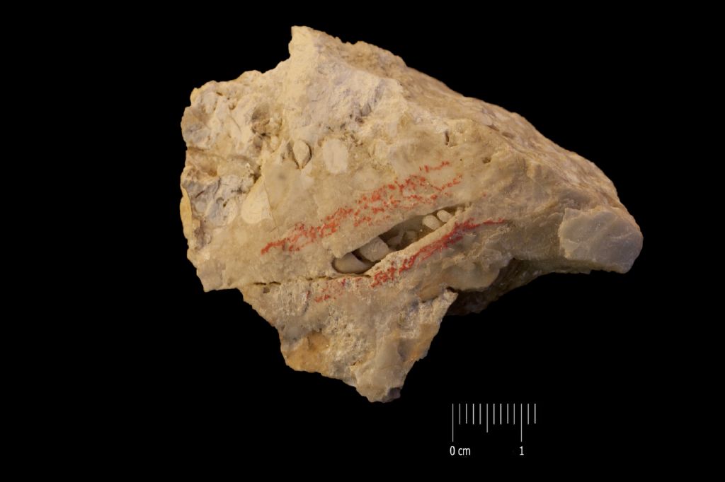 Fossile (invertebrato, gasteropode, esemplare)