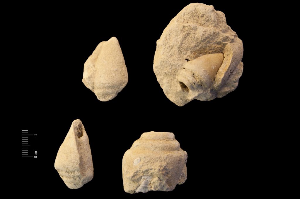 Fossile (invertebrato, gasteropode, serie)