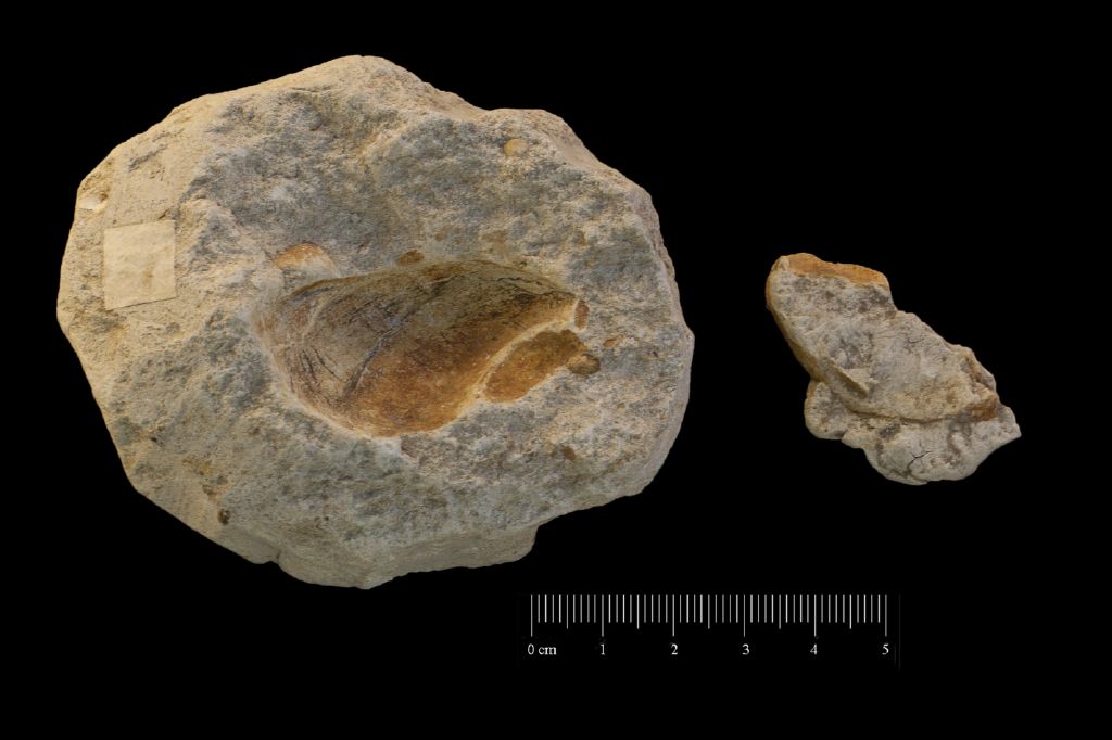 Fossile (invertebrato, gasteropode, esemplare)