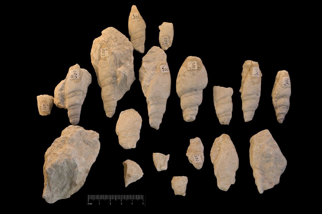 Fossile (invertebrato, gasteropode, serie)