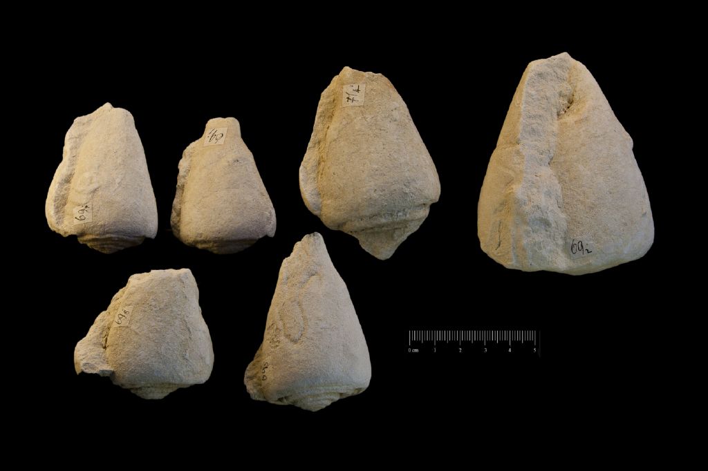 Fossile (invertebrato, gasteropode, serie)