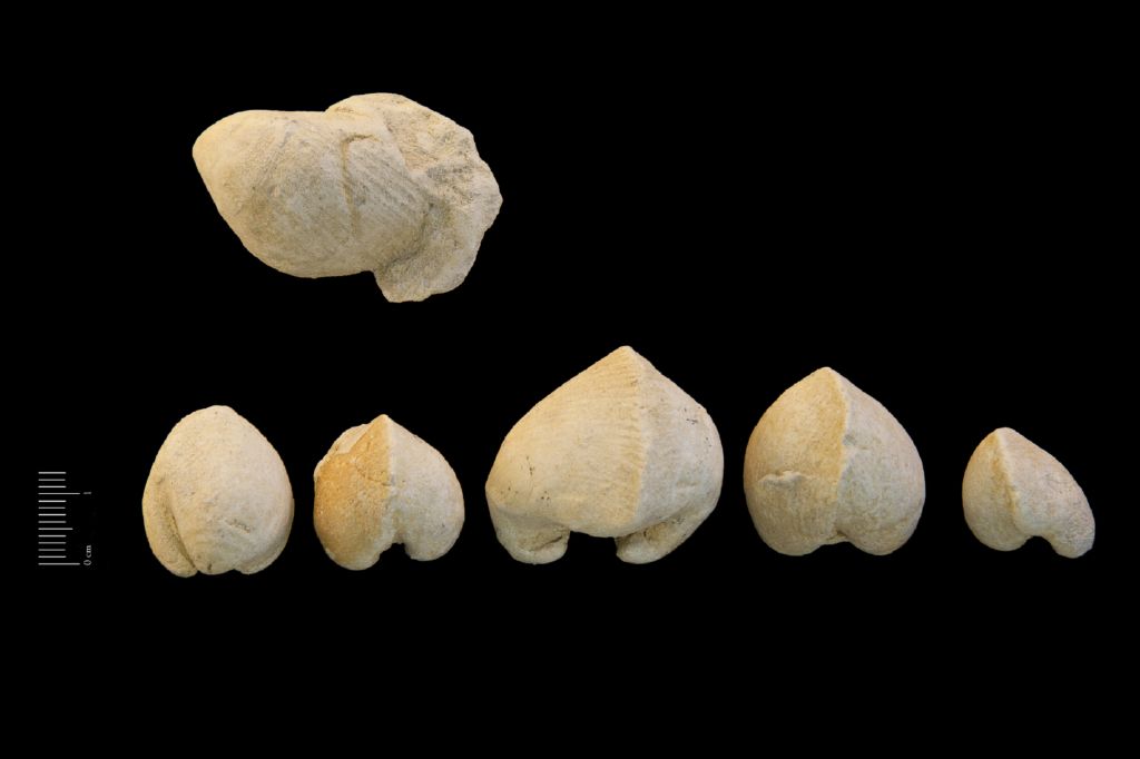 Fossile (invertebrato, bivalve, serie)