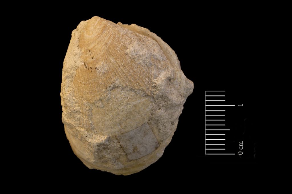 Fossile (invertebrato, bivalve, esemplare)