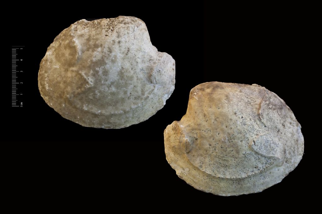 Fossile (invertebrato, bivalve, esemplare)