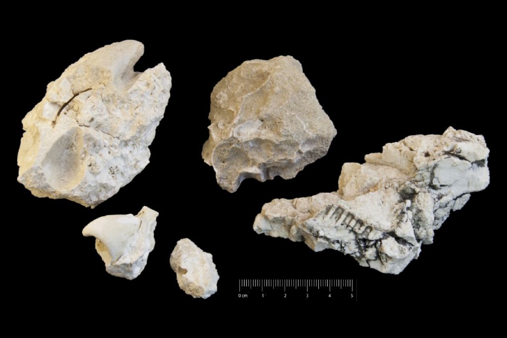 Fossile (invertebrato, bivalve, associazione fossile)