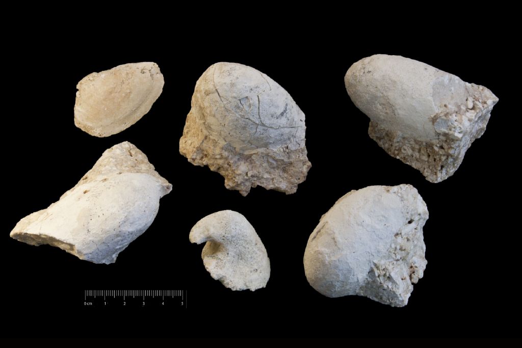 Fossile (invertebrato, gasteropode, serie)