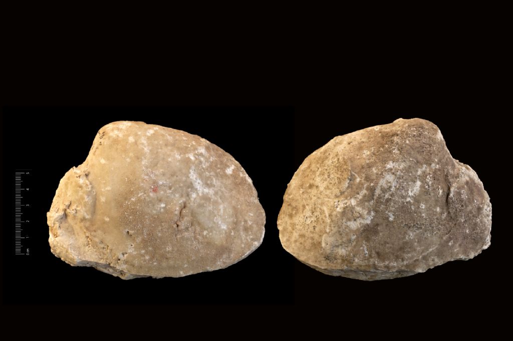 Fossile (invertebrato, bivalve, esemplare)