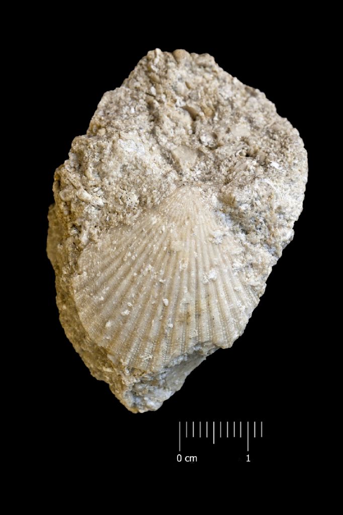 Fossile (invertebrato, bivalve, esemplare)