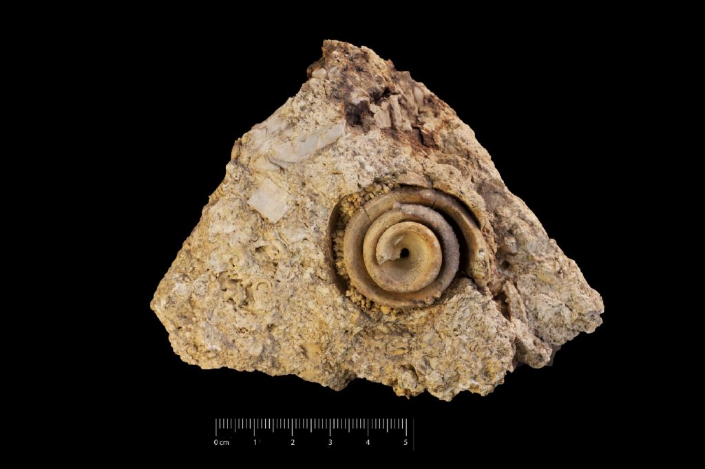 Fossile (invertebrato, gasteropode, associazione fossile)