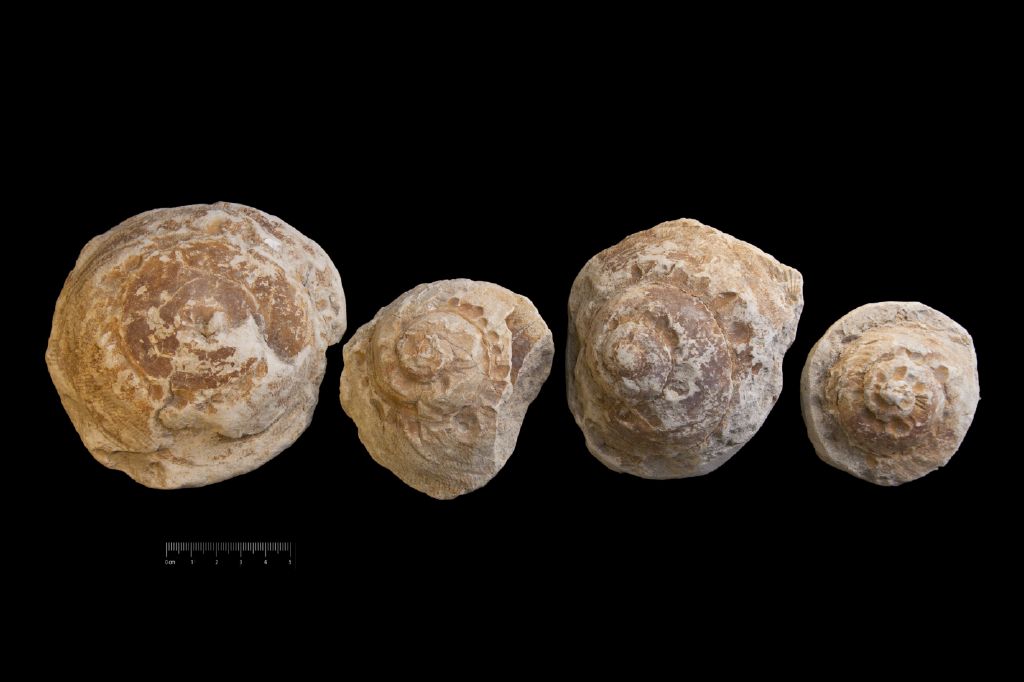 Fossile (invertebrato, gasteropode, serie)