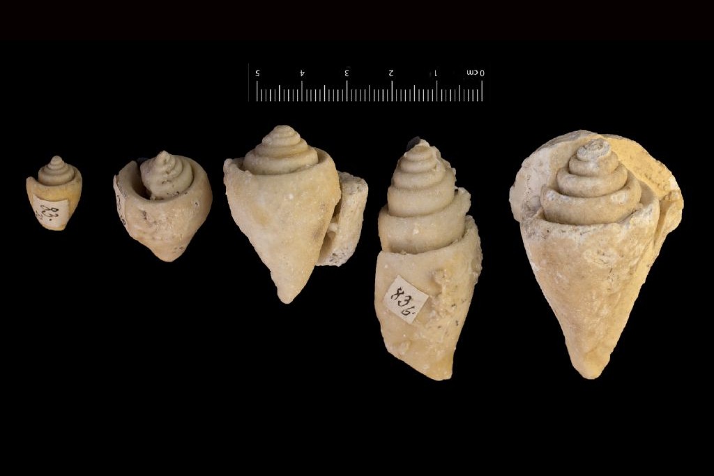 Fossile (invertebrato, gasteropode, serie)