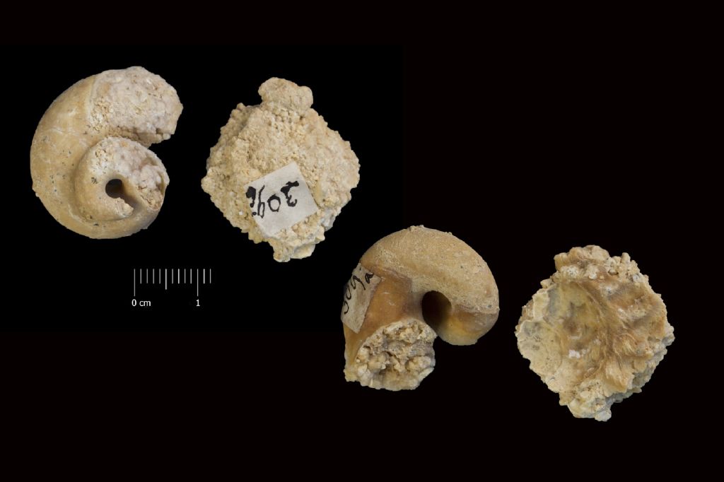 Fossile (invertebrato, gasteropode, esemplare)