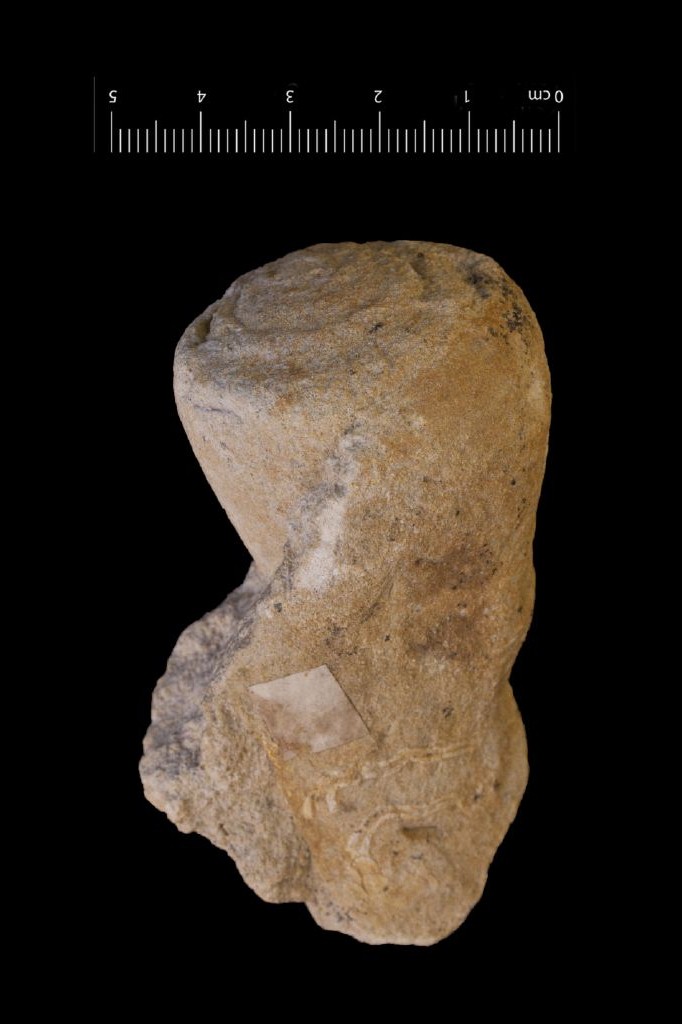 Fossile (invertebrato, gasteropode, associazione fossile)