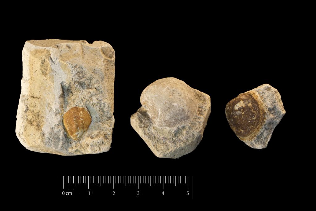 Fossile (invertebrato, bivalve, serie)