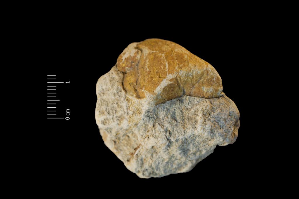 Fossile (invertebrato, bivalve, esemplare)