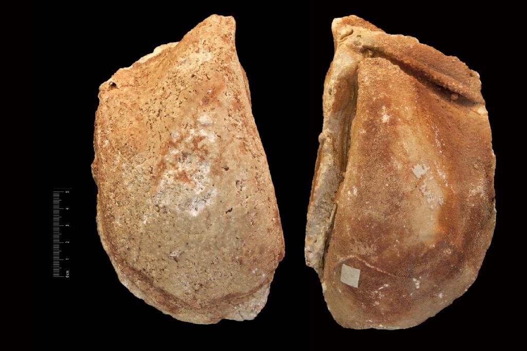 Fossile (invertebrato, bivalve, esemplare)