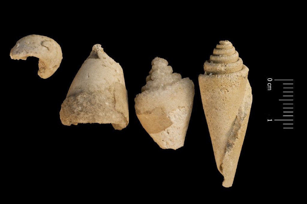 Fossile (invertebrato, gasteropode, serie)