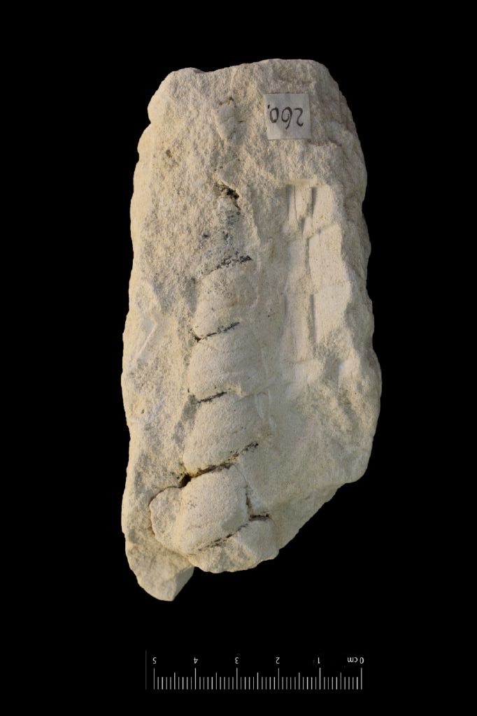 Fossile (invertebrato, gasteropode, esemplare)