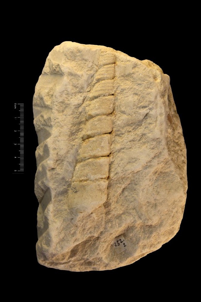 Fossile (invertebrato, gasteropode, esemplare)