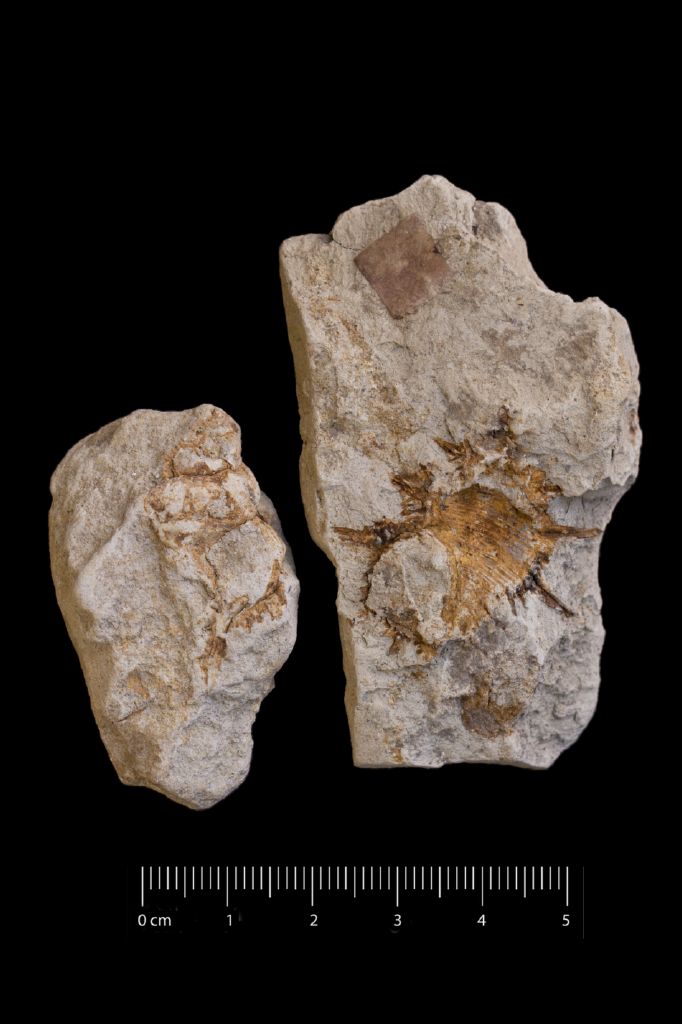 Fossile (invertebrato, gasteropode, serie)