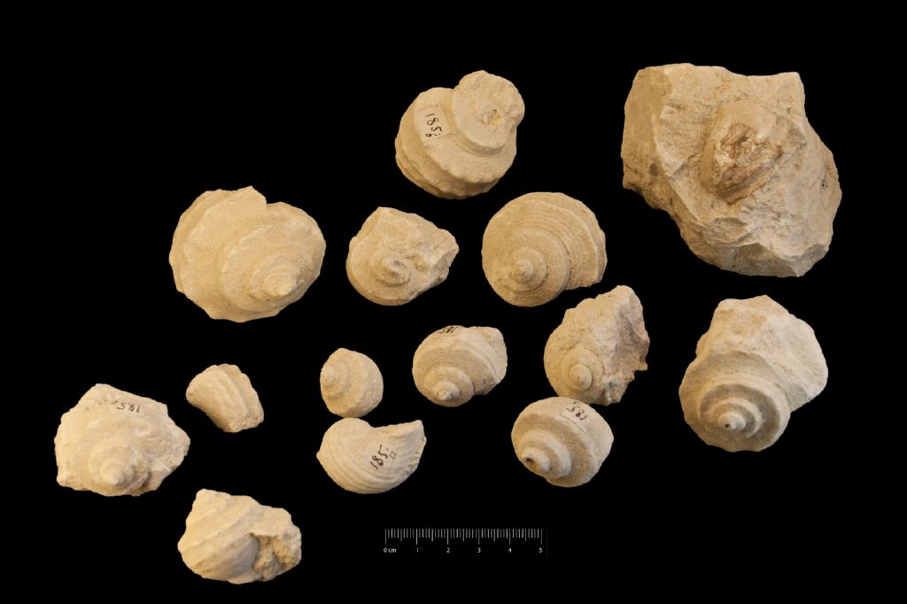 Fossile (invertebrato, gasteropode, serie)