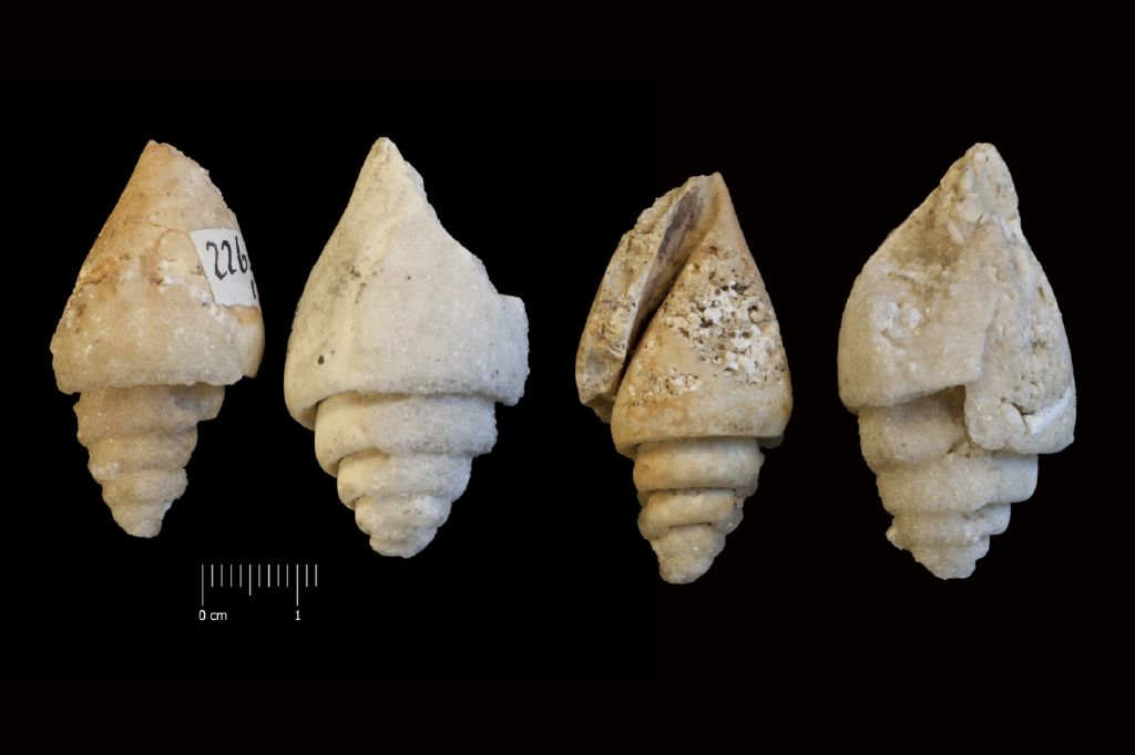 Fossile (invertebrato, gasteropode, serie)