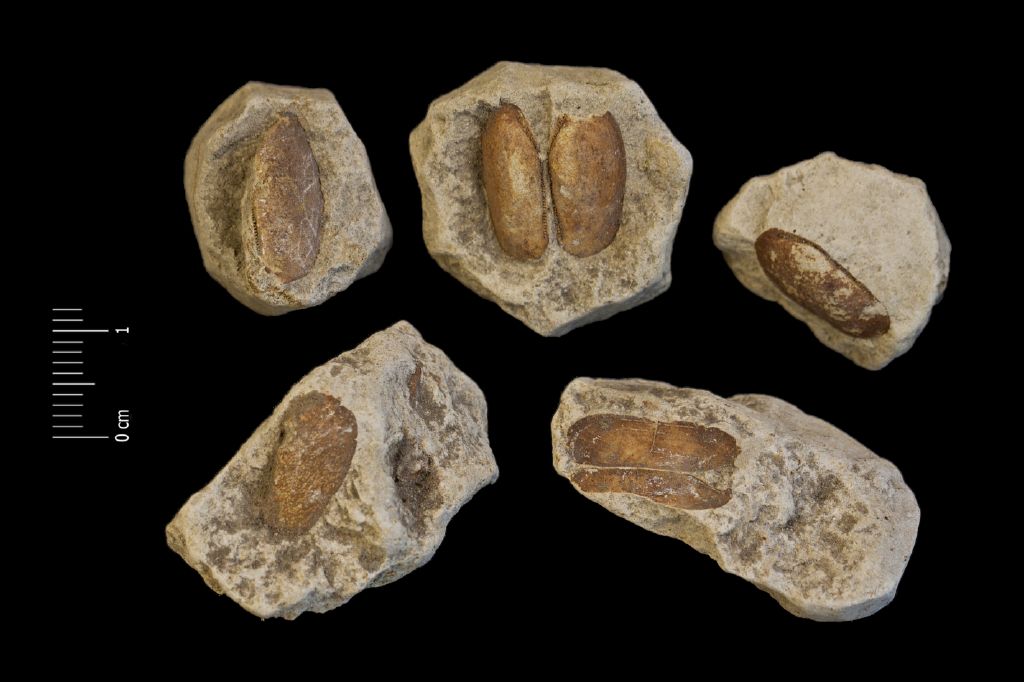 Fossile (invertebrato, bivalve, serie)