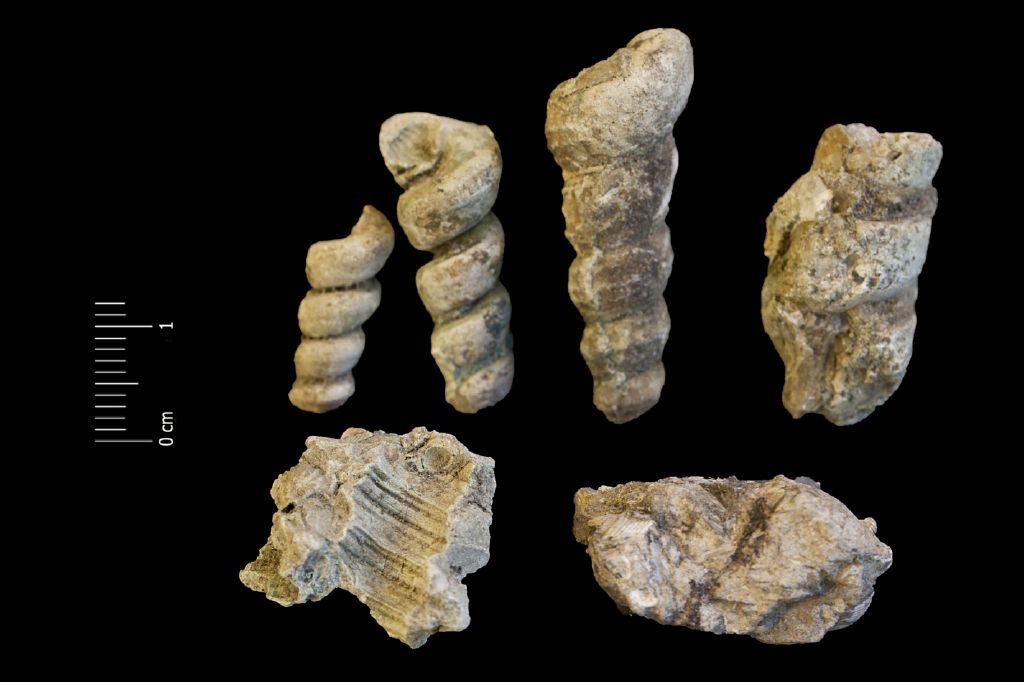 Fossile (invertebrato, gasteropode, serie)
