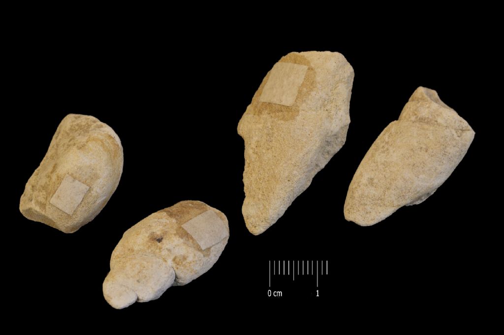 Fossile (invertebrato, molluschi, serie)
